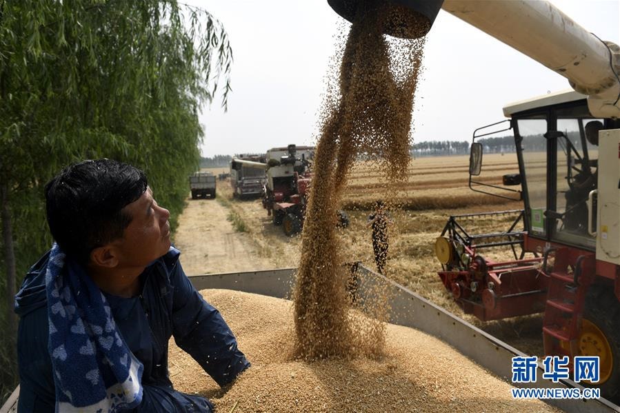 (社會(huì))(4)“糧王”開(kāi)鐮收麥