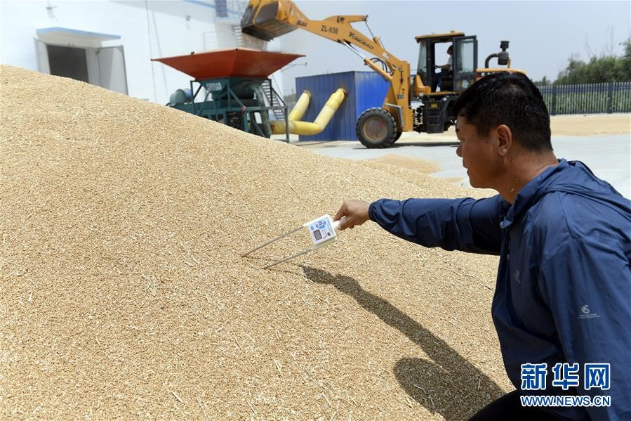 (社會(huì))(2)“糧王”開(kāi)鐮收麥