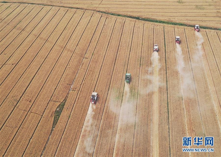 (社會(huì))(5)“糧王”開(kāi)鐮收麥