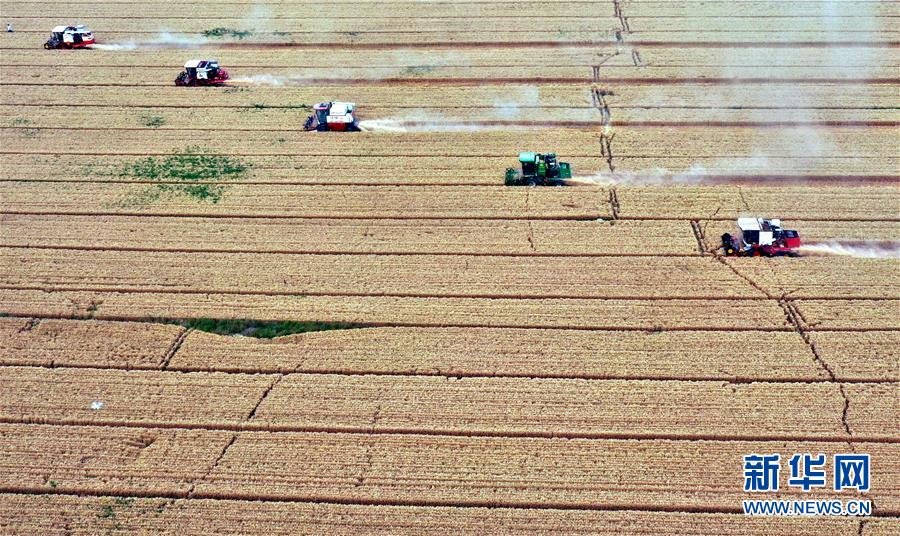 (社會(huì))(1)“糧王”開(kāi)鐮收麥