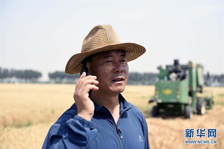 (社會(huì))(3)“糧王”開(kāi)鐮收麥
