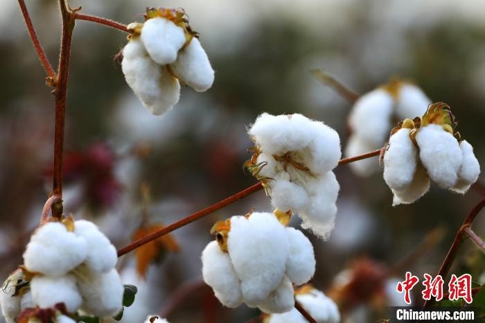 朵朵棉花吐絮盛開。　劉艷敏 攝
