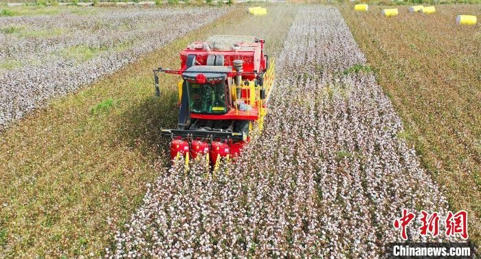 采棉機(jī)正在采收棉花，猶如在五線譜上跳動(dòng)的音符，正在演奏豐收的樂(lè)章。　宋建澤 攝