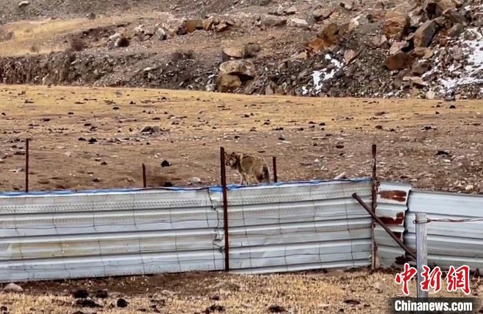 圖為闖入村民家中的野狼?！∨d海縣公安局溫泉派出所供圖