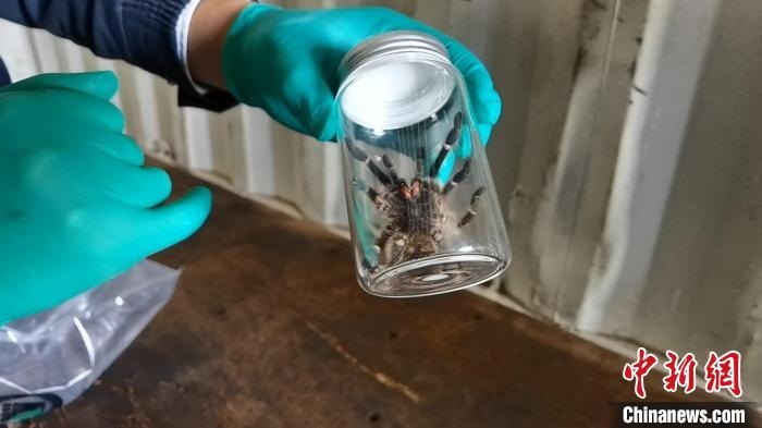 張家港海關(guān)工作人員截獲捕鳥蛛?！⊥踅〕?攝