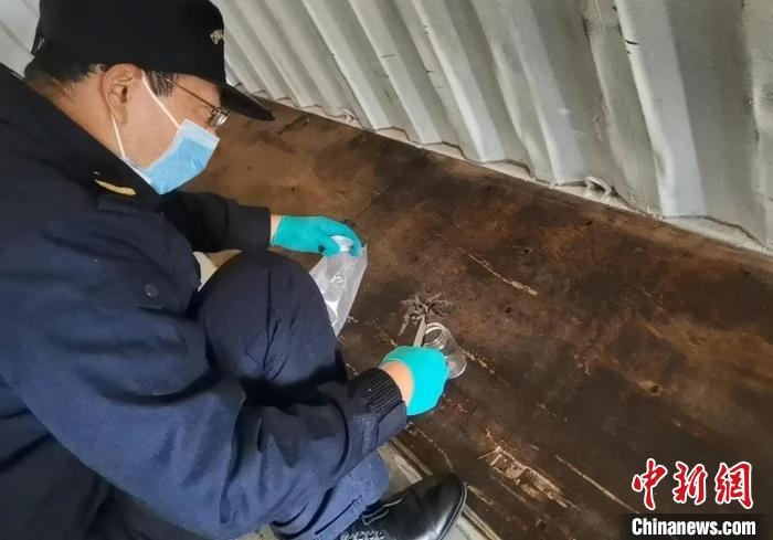 張家港海關(guān)工作人員截獲捕鳥蛛?！⊥踅〕?攝