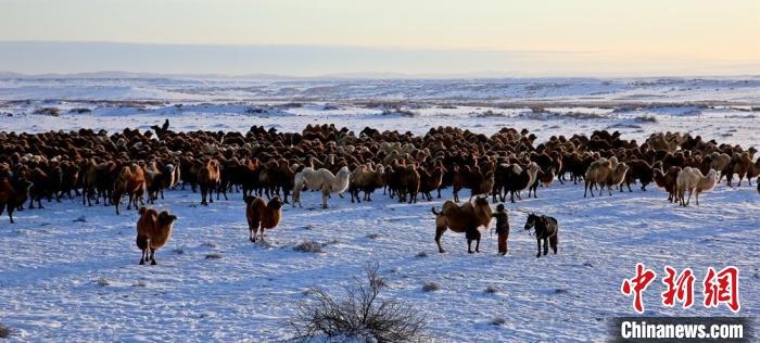 進(jìn)入冬季，駱駝在戈壁灘上散養(yǎng)?！」o琨 攝