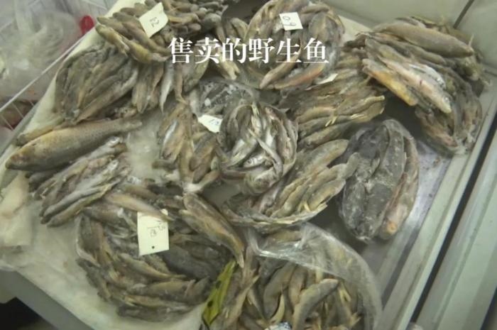 2021年12月6日，督察組現(xiàn)場隨機抽查發(fā)現(xiàn)，保護(hù)區(qū)附近餐館仍然存在非法經(jīng)營野生河魚的問題