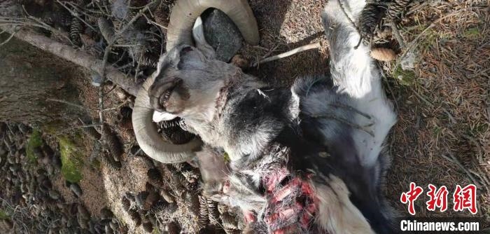 圖為疑似雪豹捕食巖羊的殘骸(資料圖)。　內(nèi)蒙古賀蘭山國家級自然保護區(qū)供圖