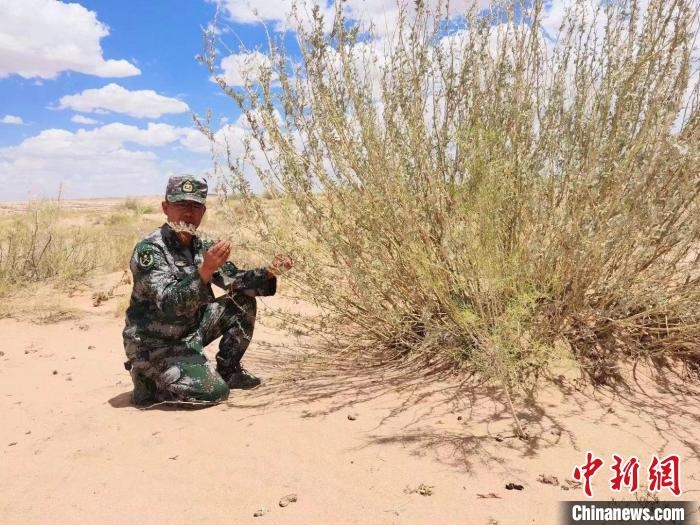 圖為謝寶民查看梭梭長勢?！∈茉L者供圖