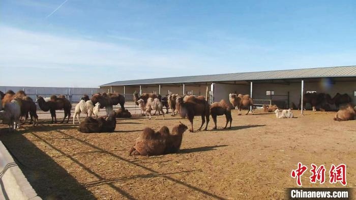 圖為額濟納旗駝奶產(chǎn)業(yè)基地。　王長梅 攝
