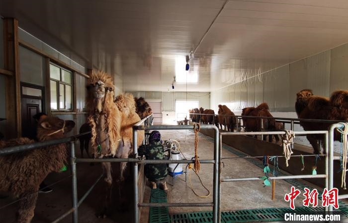 圖為共人正在給駱駝擠奶?！⊥蹰L梅 攝