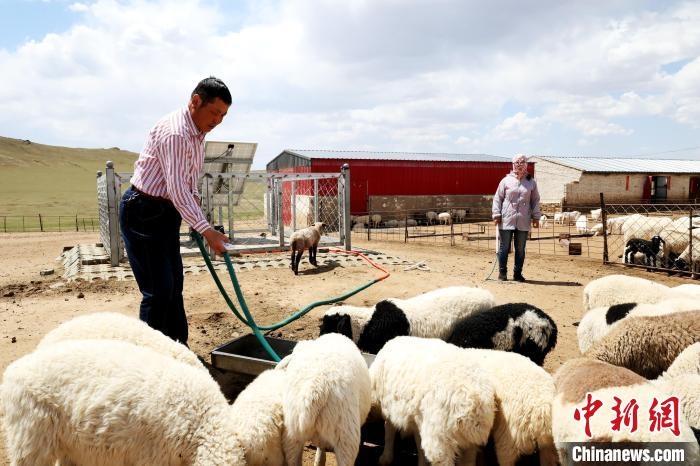 圖為圖門達來在喂羊?！埵鹧?攝