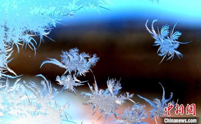 玉樹瓊枝盈滿窗。　孫書程 攝