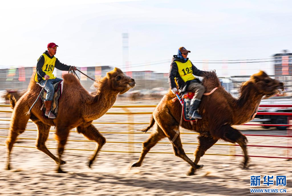 3月7日，賽駝手在6000米成年駱駝場地速度賽比賽中.jpg