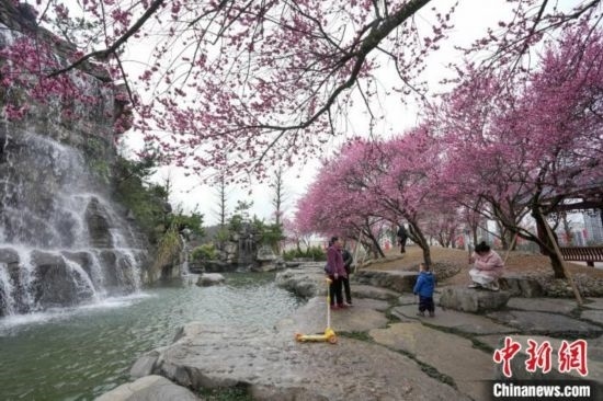 2月23日，市民在乾藝梅園景區(qū)觀賞綻放的梅花。陳興輝 攝