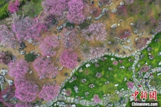 2月23日，航拍乾藝梅園景區(qū)綻放的梅花。瞿宏倫 攝