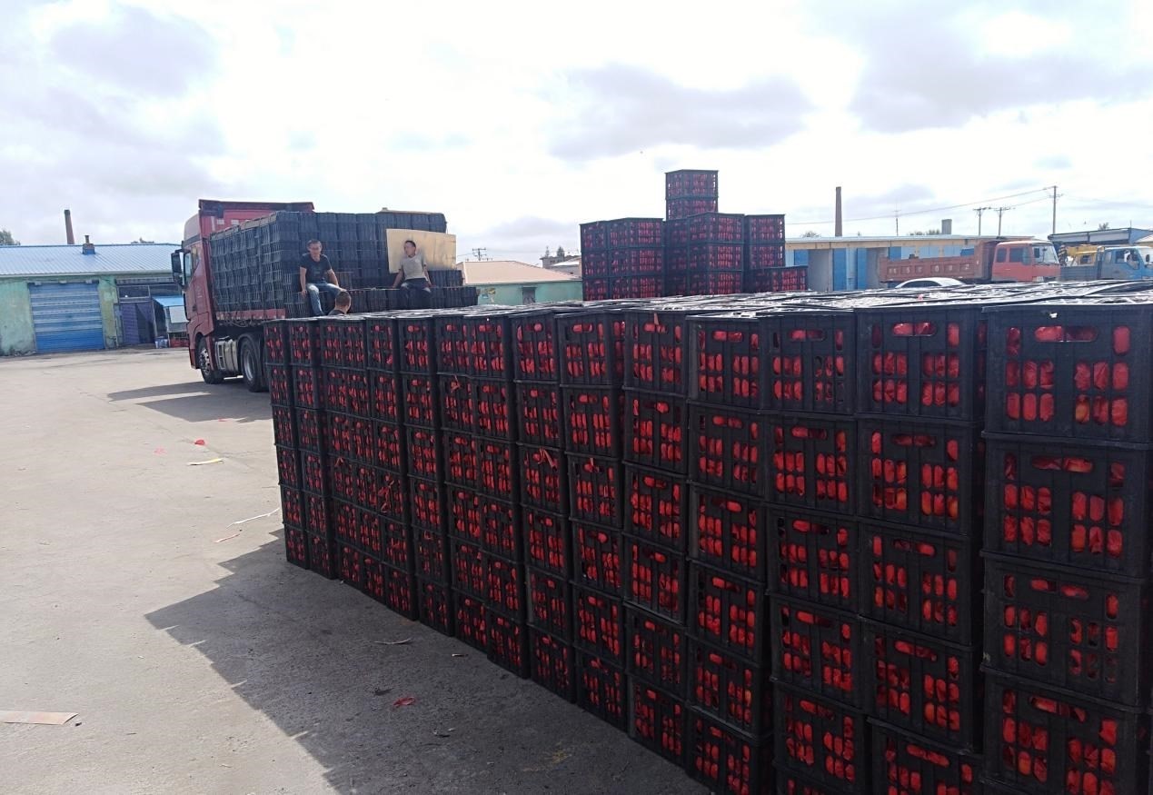 　　外銷的蔬菜在市場等待拉運。受訪者供圖