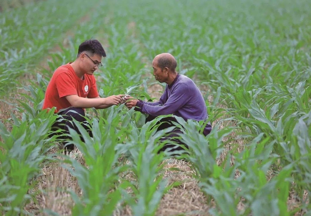 △科技小院的學(xué)生在給村民講解玉米種植知識。