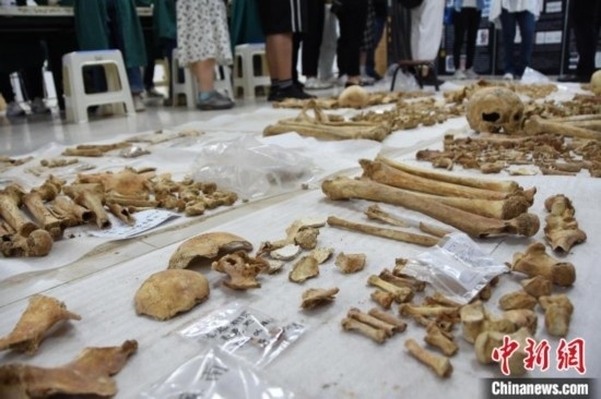 圖為已清理完畢的骨骼標(biāo)本。王宇 攝