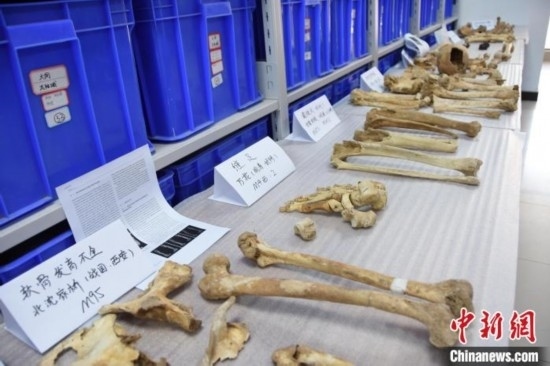 圖為已清理完畢的骨骼標(biāo)本。王宇 攝