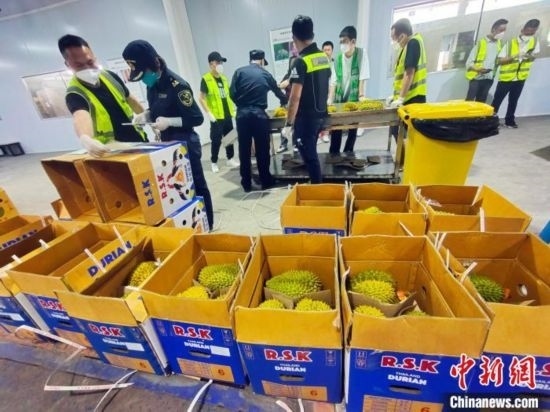 圖為海關(guān)關(guān)員對進(jìn)口榴蓮進(jìn)行查驗(yàn)。黃艷梅 攝