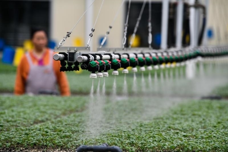 工人在貴陽市開陽縣楠木渡蔬菜良種繁育中心查看自動(dòng)噴灌系統(tǒng)給辣椒苗澆水情況（2023年5月24日攝）。新華社記者 楊文斌 攝