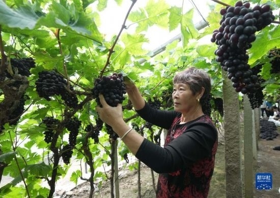 5月26日，唐山市海港經(jīng)濟(jì)開(kāi)發(fā)區(qū)王灘鎮(zhèn)趙灘村農(nóng)民在大棚內(nèi)采摘葡萄。