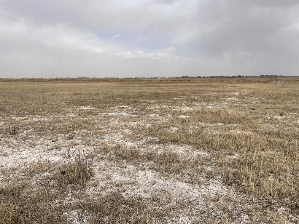 撂荒后的部分地塊已現(xiàn)鹽堿。 人民網(wǎng)記者 楊喬攝
