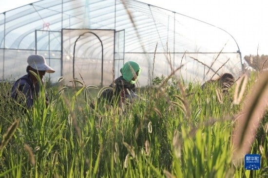 6月21日，山東省樂(lè)陵市西段鄉(xiāng)岔河村東亞飛蝗養(yǎng)殖基地的螞蚱養(yǎng)殖戶在割草。新華社記者 范長(zhǎng)國(guó) 攝