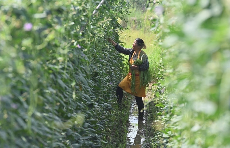 2023年6月15日，在廣西柳州市鹿寨縣中渡鎮(zhèn)石墨村，村民在高標(biāo)準(zhǔn)農(nóng)田里采收豆角。
