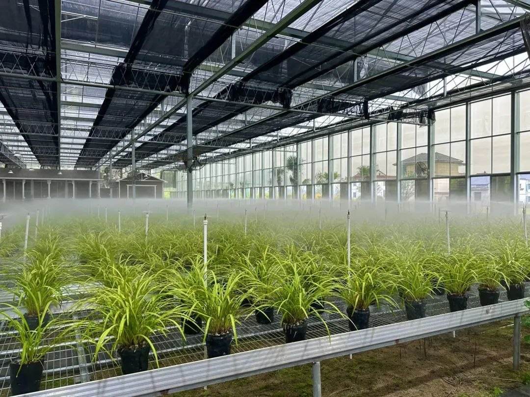 浙江省紹興市柯橋區(qū)漓渚鎮(zhèn)棠棣村的蘭花種植基地。靜玄 攝