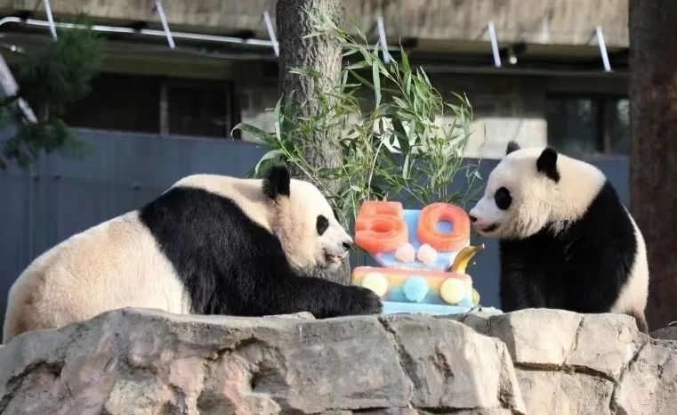 2022年，美國國家動物園舉辦活動慶祝大熊貓抵美50周年，園方為大熊貓“美香”“添添”和“小奇跡”一家三口準(zhǔn)備了有“50”字樣的冰凍水果蛋糕。（圖片來源：雅安市廣播電視臺）