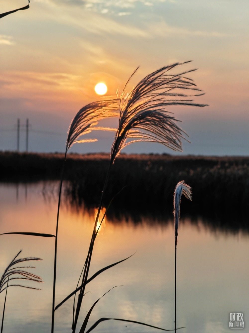 2021年10月，習(xí)近平赴山東東營考察黃河入?？凇｜S河三角洲濕地，蘆葦飄蕩。（總臺(tái)央視記者彭漢明拍攝）