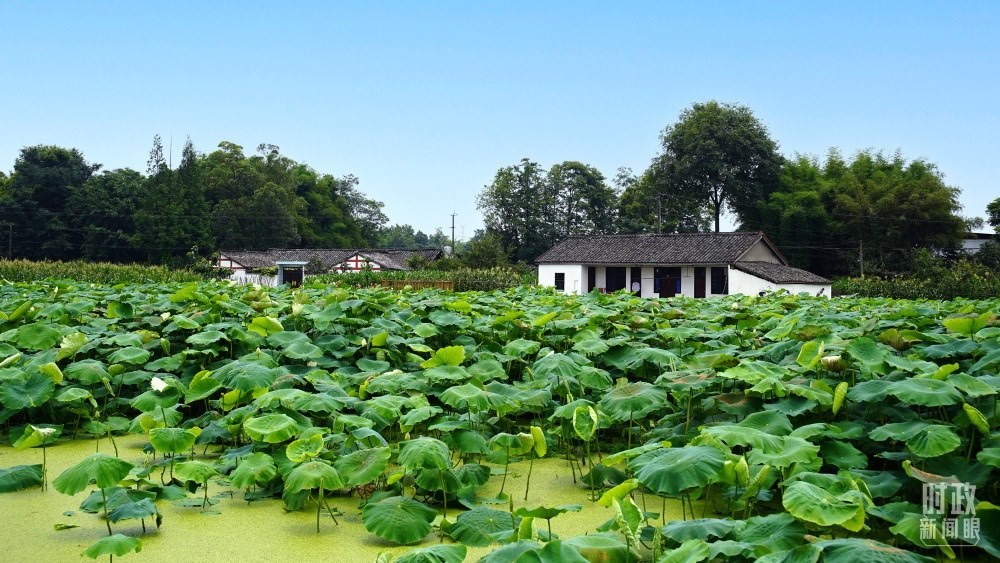 四川眉山，永豐村荷塘。2022年6月，習(xí)近平曾到此調(diào)研鄉(xiāng)村振興情況。（總臺(tái)央廣記者潘毅拍攝）