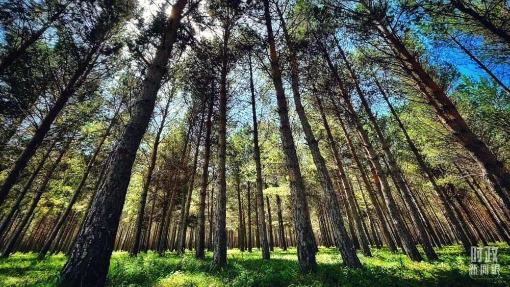 河北塞罕壩。（總臺(tái)央視記者謝曉光拍攝）