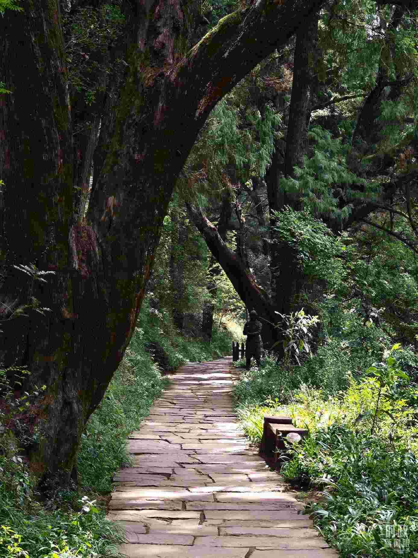 △古蜀道與古柏。（總臺(tái)央視記者彭漢明拍攝）