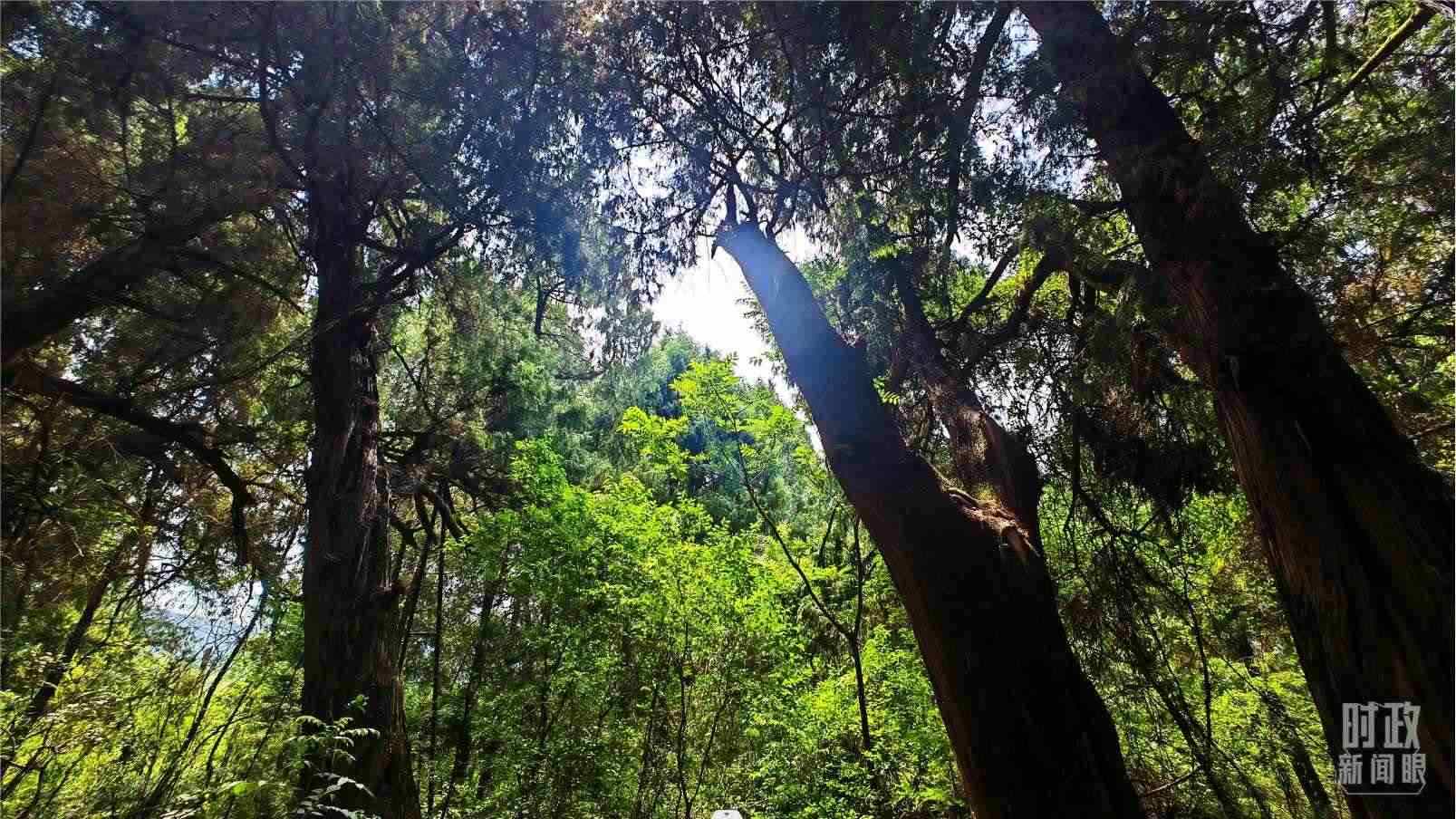 △翠云廊內(nèi)，古柏郁郁蔥蔥。（總臺(tái)央視記者程鋮拍攝）