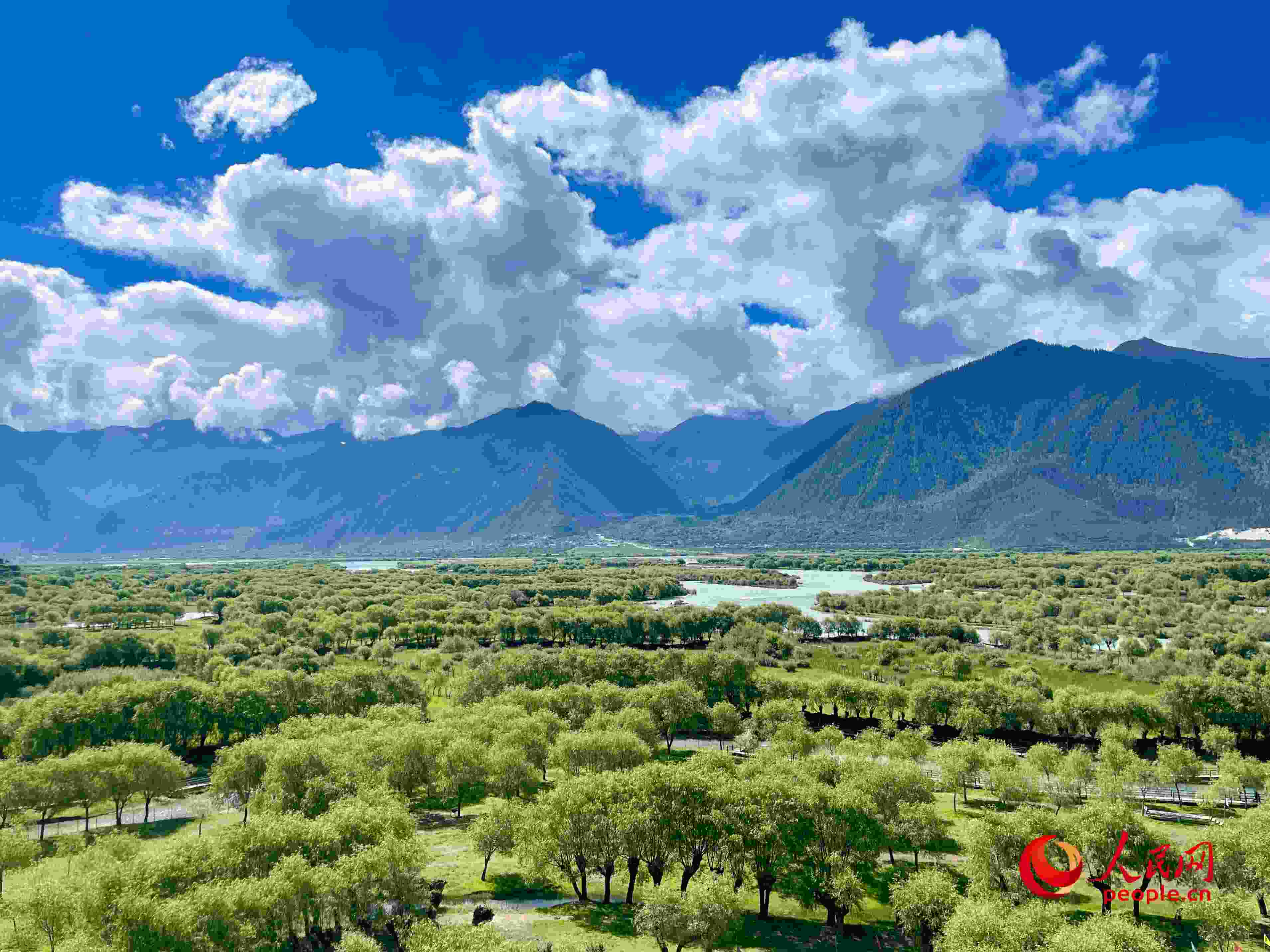 夏日的雅尼國家濕地公園生機盎然，如詩如畫。人民網(wǎng) 周靜圓攝