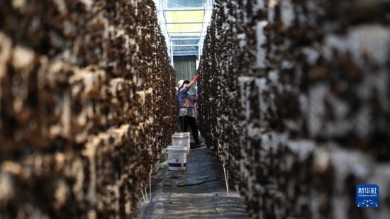 7月29日，在卓尼縣納浪鎮(zhèn)納浪村黑木耳種植基地，農(nóng)戶(hù)在采摘黑木耳。