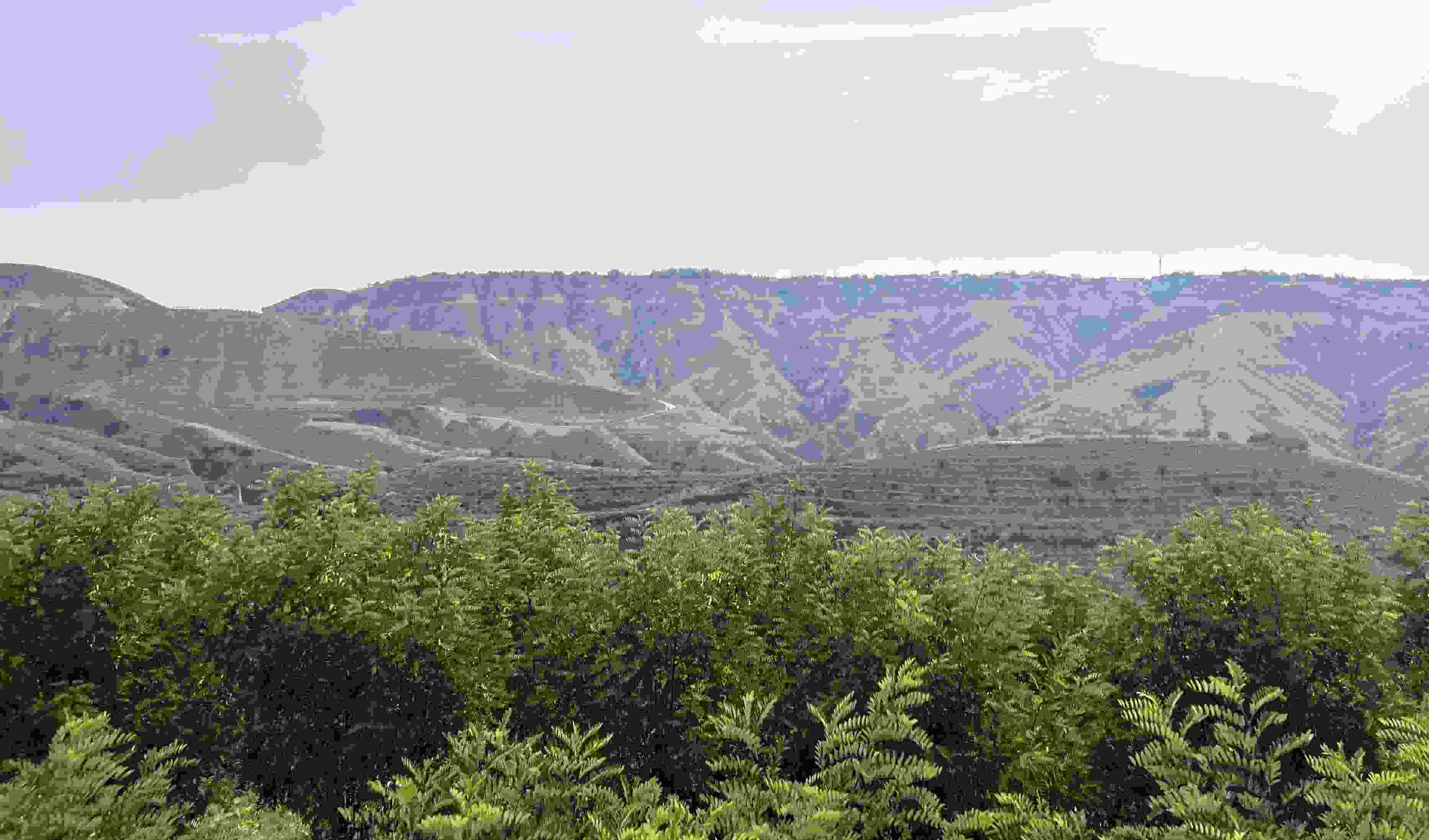 吳堡縣沿黃生態(tài)林。人民網(wǎng)記者 王連香攝