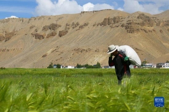 8月12日，西藏阿里地區(qū)普蘭縣赤德村村民在青稞田里勞作。