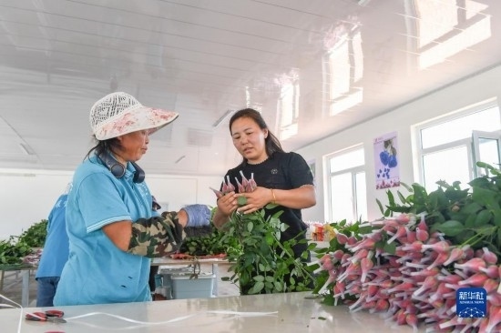8月17日，吉林省德惠市朱城子鎮(zhèn)沿河村程雪家庭農(nóng)場(chǎng)的負(fù)責(zé)人楊雪（右）指導(dǎo)農(nóng)民修剪玫瑰花。新華社記者 張楠 攝