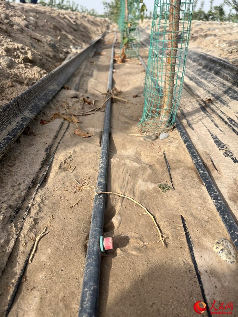 水肥一體化滴灌技術(shù)，可極大節(jié)約用水量。人民網(wǎng)記者 常雪梅攝