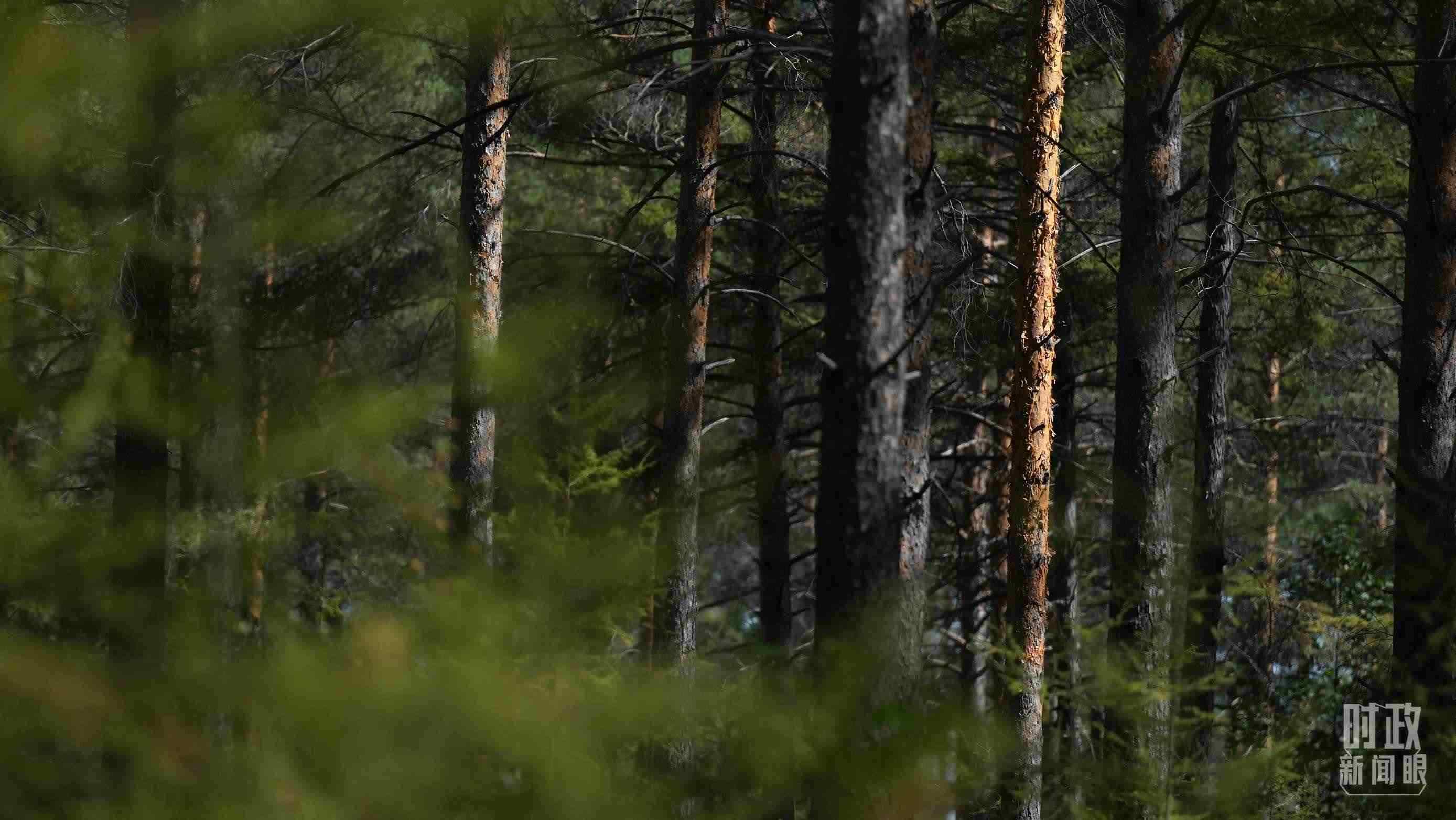 △漠河林場有天然林3.54萬公頃、蓄積量325.3萬立方米。（總臺國廣記者李晉拍攝）