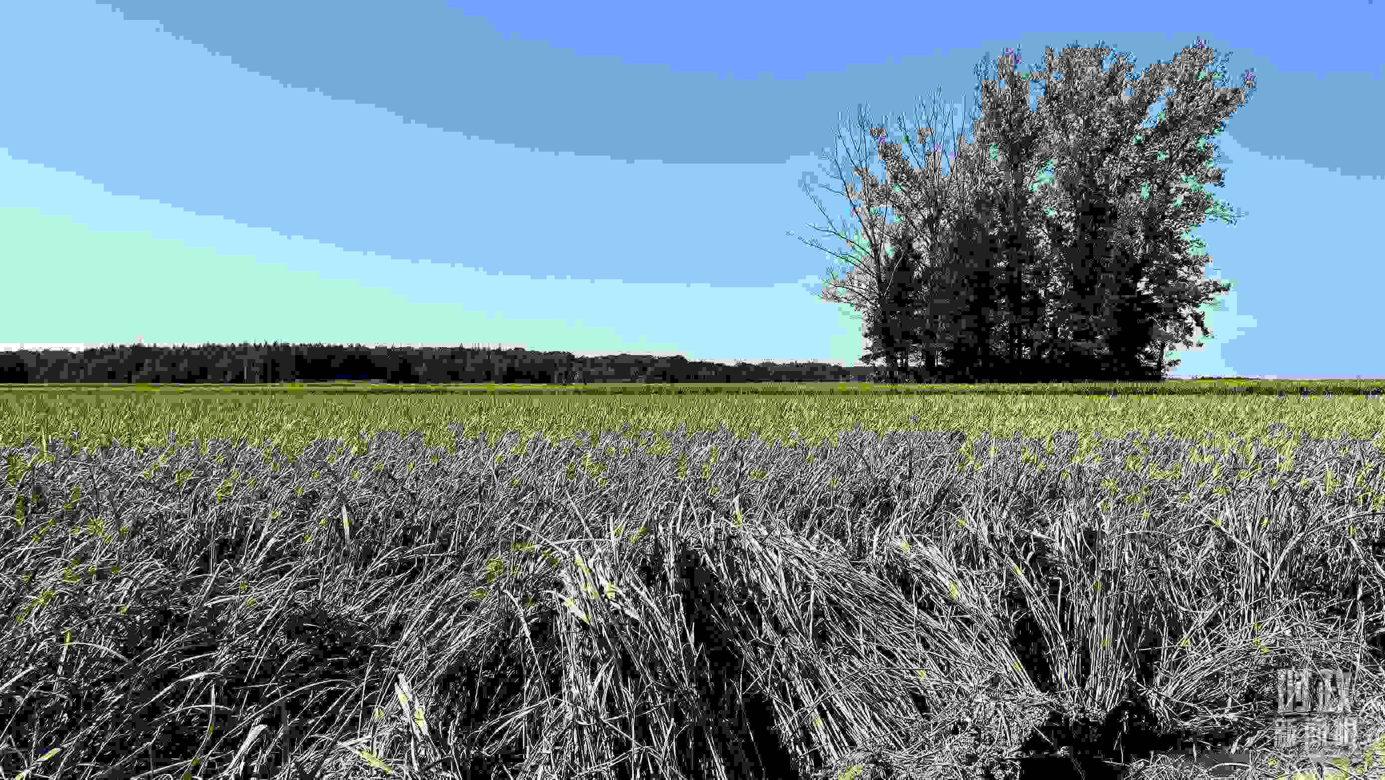 △龍王廟村遭受洪澇災(zāi)害的農(nóng)田。（總臺央視記者邢彬拍攝）