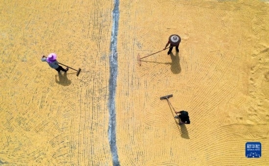 9月16日，湖南省郴州市桂陽縣流峰鎮(zhèn)農(nóng)民在晾曬稻谷（無人機照片）。