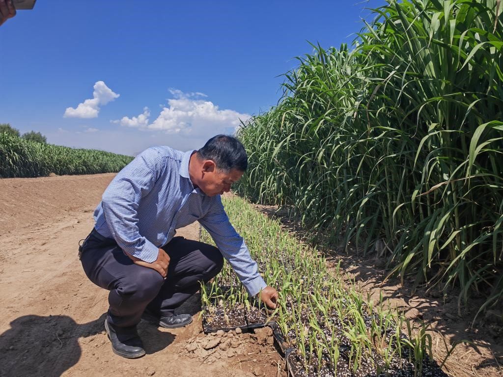 高級(jí)農(nóng)藝師周興德向記者介紹巨菌草幼苗（2023年9月1日攝）。新華社記者馬麗娟 攝