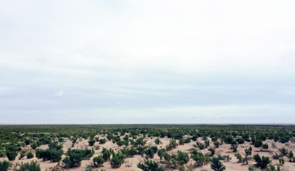 經(jīng)過封禁保護(hù)和人工種植梭梭后恢復(fù)綠色的草場(chǎng)（2023年9月12日攝）。新華社記者李云平 攝