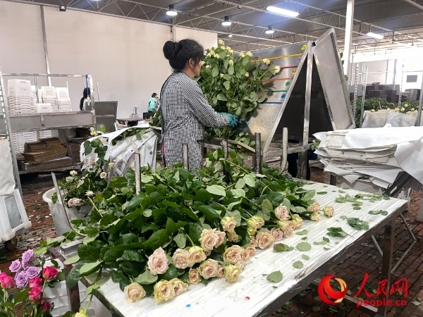 車間工人在整理花束。人民網(wǎng) 周靜圓攝